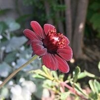 「チョコレート」に「シトラスミント」の香る花も！香りで玄関先や庭を彩る〈花を長く楽しめる多年草〉3つ。手間が少なく育てやすいのも魅力です！