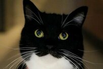 【遊んでほしそう】おしゃれな夏服スタイルで飼い主を見つめる猫　期待に満ちた瞳が尊すぎる