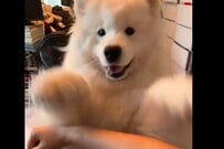 「圧がぁああ」サモエド犬が披露した「新技」が可愛すぎると話題