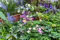 関東南部、半日陰のうちの庭で「地植えしてよかった多年草」3選。自慢のクリスマスローズはイエローカラー！