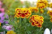 【センスのいい寄せ植えづくり】マリーゴールドと相性抜群！夏～秋の《花＆カラーリーフ》6選
