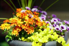 たった3苗で【センスのいい初夏の寄せ植え】玄関先を秋まで彩る《花＆リーフ》組み合わせ3例