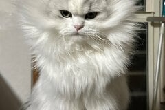 妻の腹筋が爆発…！「スーパーサイヤ人」な猫さんにいいね殺到