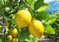ずらりと整列するレモンタルトをよく見ると…表情の違いに「惹きつけられた」「買い占めたい」の声が続出