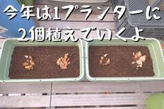 5月上旬までに生姜を植えると…　秋に待っている光景に「これはお見事」