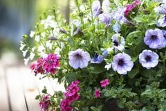 【ガーデニング】初夏の寄せ植えはペチュニアで！「こんもり感」が嬉しい組み合わせ3選