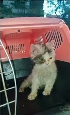 殴られて動けなくなった子猫が保護されて見せた「生き抜く力」に感動。愛のある家庭が見つかり安堵する声も