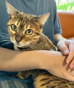 「起こすんじゃねーっ！」気品あふれる美猫が見せた迫力満点な激しい表情に釘付け