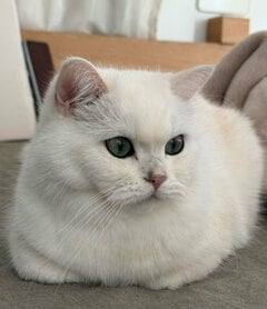 気品あふれる美猫→ショートケーキ型ベッドから身を乗り出す姿勢に思わず二度見