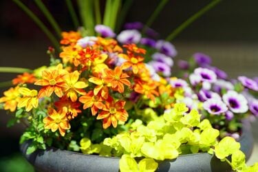 たった3苗で【センスのいい初夏の寄せ植え】玄関先を秋まで彩る《花