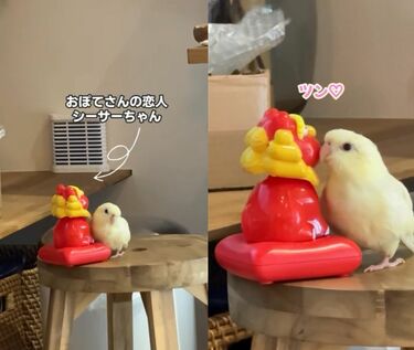 恋するインコ】20分もインコに寄り添われたうらやましい相手は？驚きの