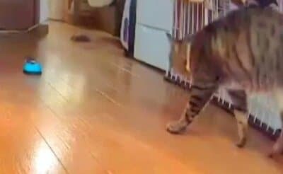 軍曹くんに気づいて「やんのかステップ」をする小雪ちゃん