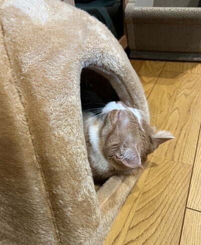 猫らしからぬ寝相を披露した虎太郎くん
