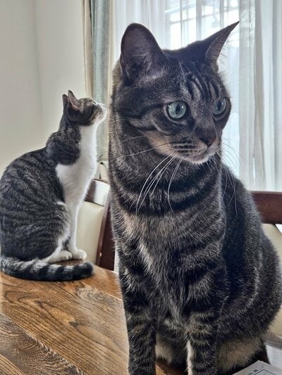 一緒に暮らす2匹の猫ちゃん