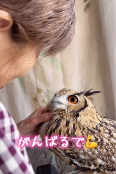 会話するおばあちゃんとフクロウ