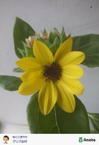 クリス松村のブログ投稿