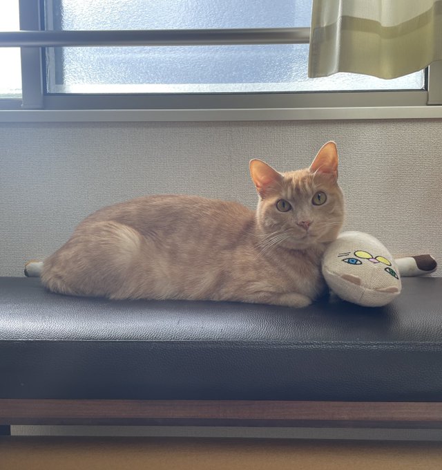 「ワイは涼しいところで寝るわ」扇風機の前でシュールな大あくびをする猫と飼い主の日常にほっこり