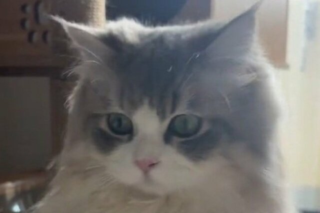 キャットタワーの上で「釣りをする猫」　斜め上を行く趣味に思わず目を疑う