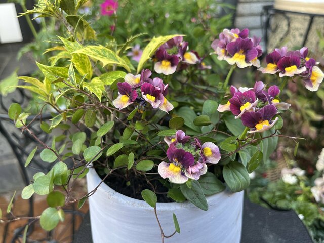 【寄せ植えにしてよかった！】ネメシアが主役の大人かわいい寄せ植え。キュート＆スパイシーの甘辛MIXなひと鉢が愛おしい！