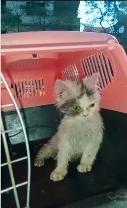 殴られて動けなくなった子猫が保護されて見せた「生き抜く力」に感動。愛のある家庭が見つかり安堵する声も