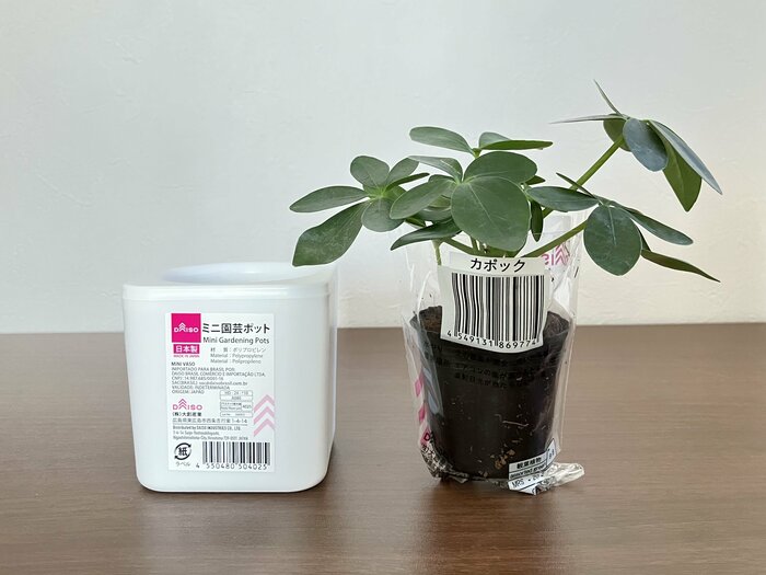 冬こそ観葉植物カポックとミニ園芸ポットでお部屋を癒しの空間に