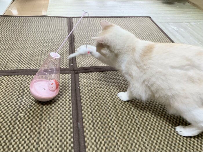 猫のおきあがりこぼし使用感