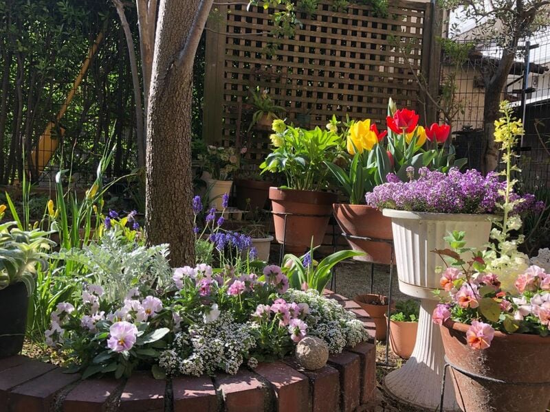 【うちの庭に植えてよかった！】日陰と暑さに強く「植えっぱなし」で毎年冬～春に咲く花3選