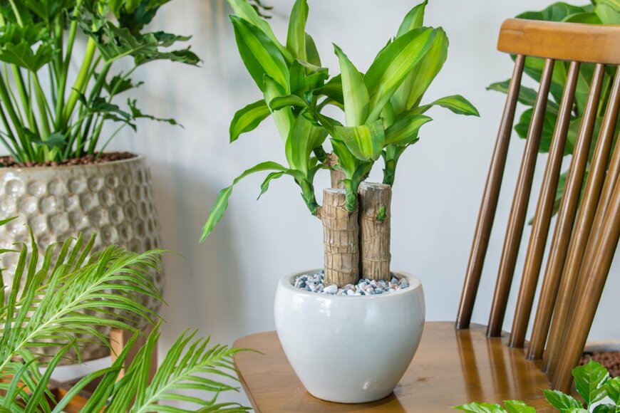 Mid Tran Designer/istockphoto.com