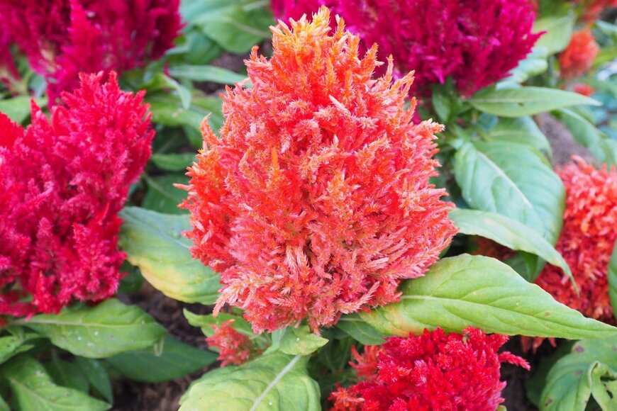 Choun JC/shutterstock.com