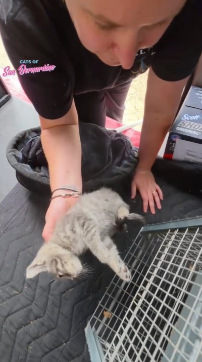 出所：@catsofsanbernardino