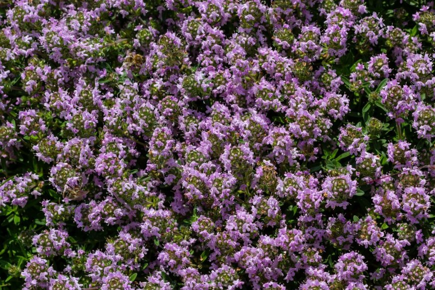 olko1975 /shutterstock.com