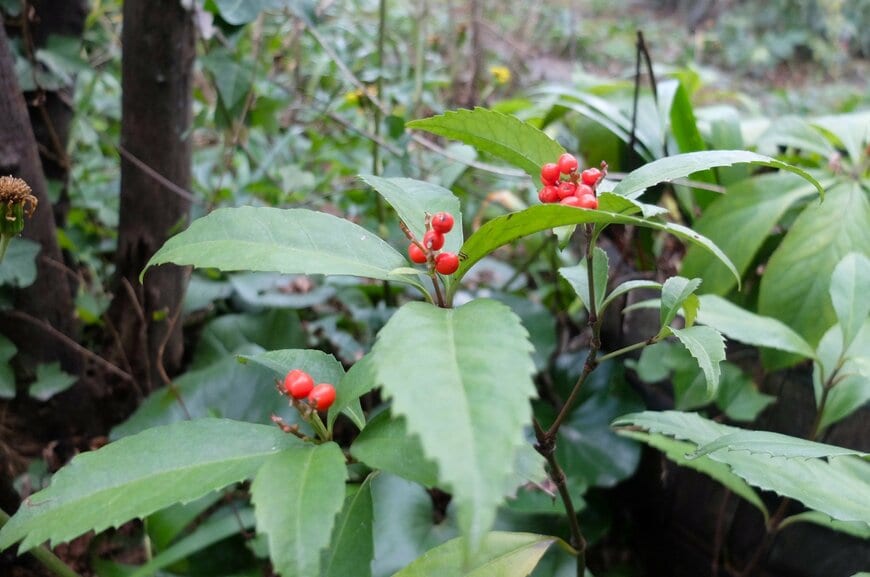 LIMOガーデニング部撮影