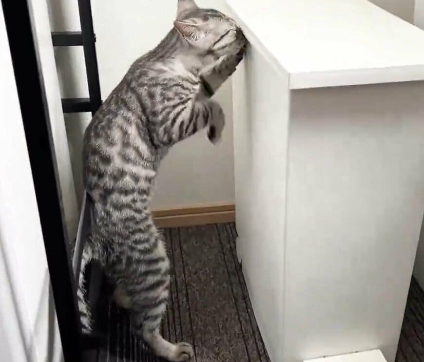 出所：@totomaru_hanmi