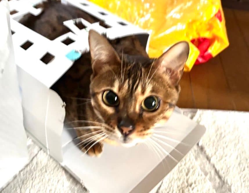 ケーキの箱にすっぽり入った猫ちゃんの上目遣いにドキドキ！クールビューティな寝姿も天使