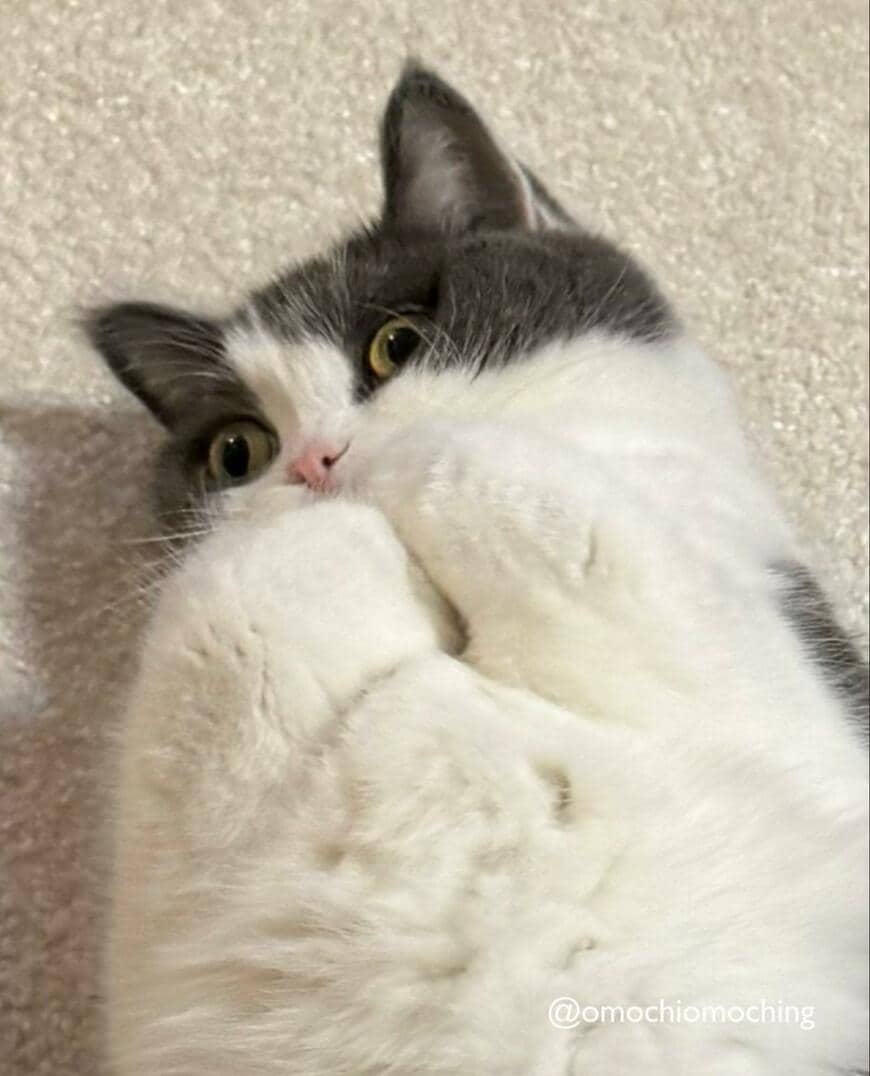出所：@omochiomoching