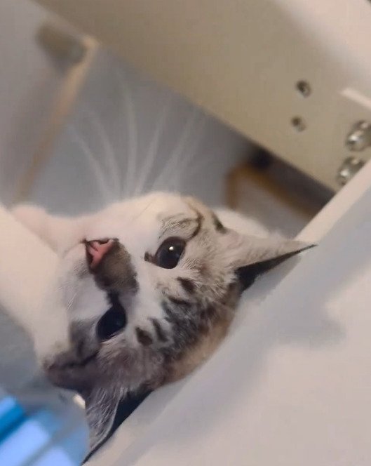 出所：@piennekomint