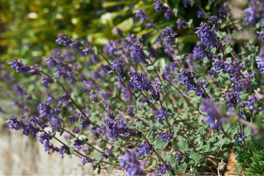 krolya25/Shutterstock.com