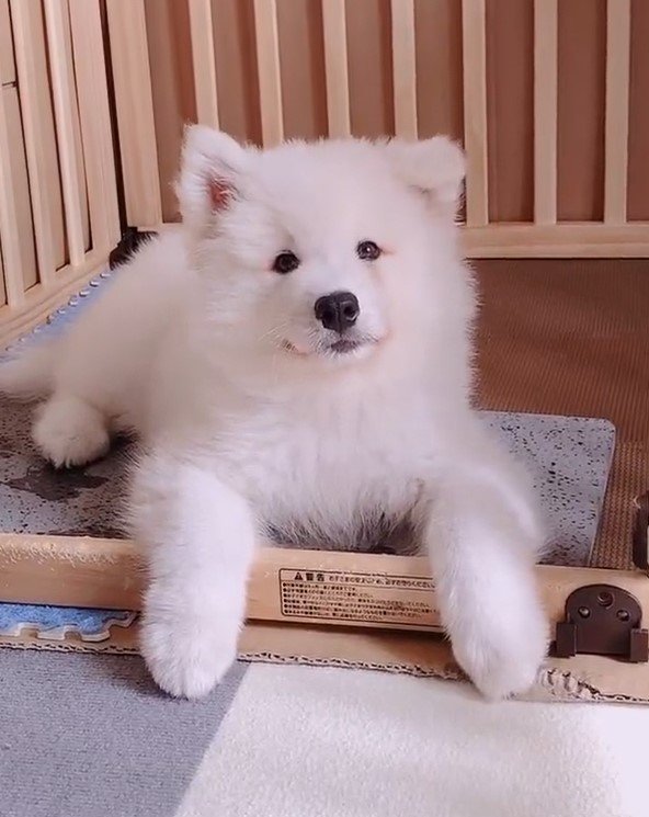 出所：@samoedsoran