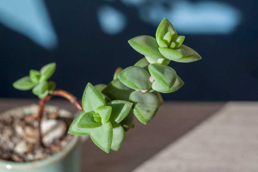 pjatnica/shutterstock.com