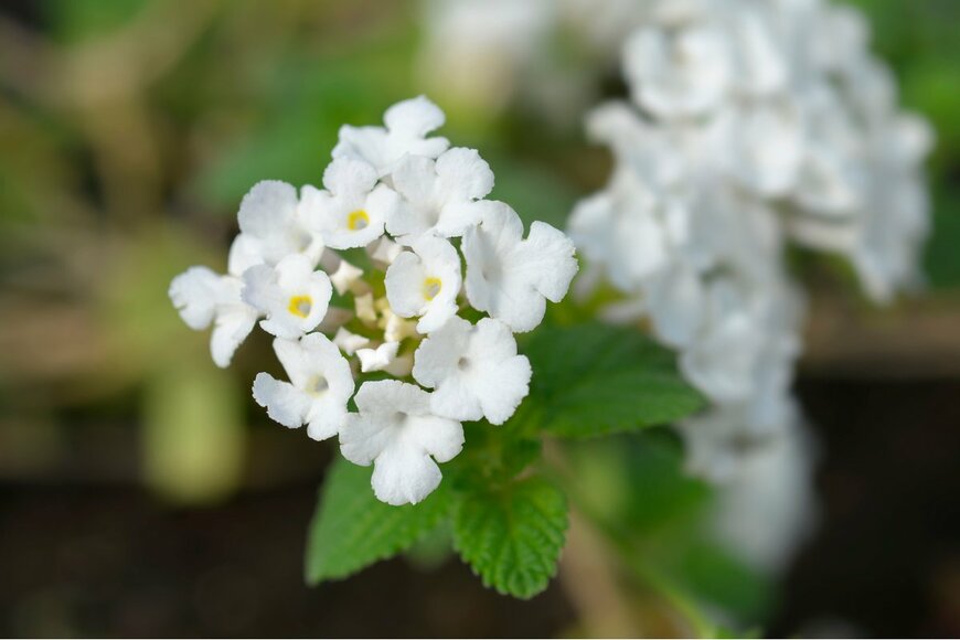 Nahhana/Shutterstock.com