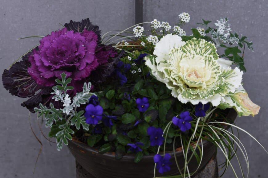 tamu1500/shutterstock.com