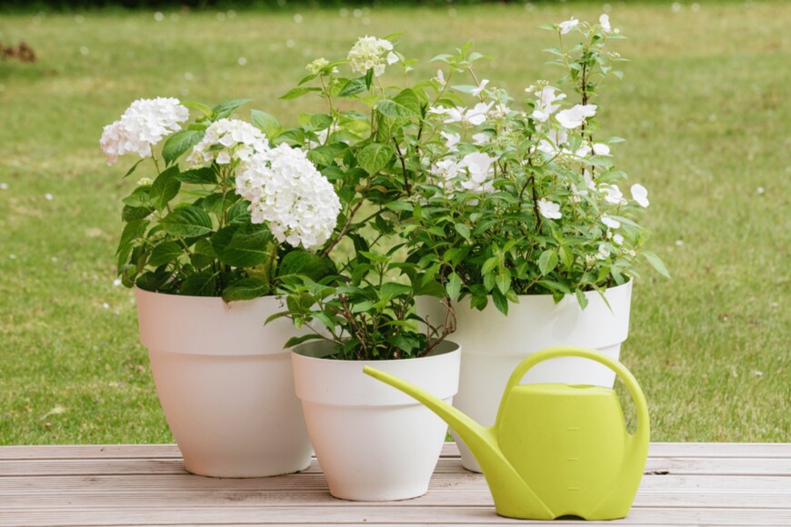 M Gl/shutterstock.com