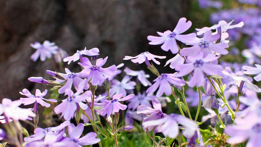 Aoka/istockphoto.com