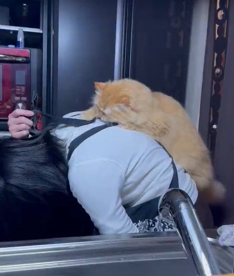 出所：@NEKOLAND13