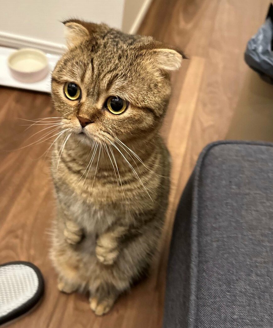 出所：@ponpokopontanu