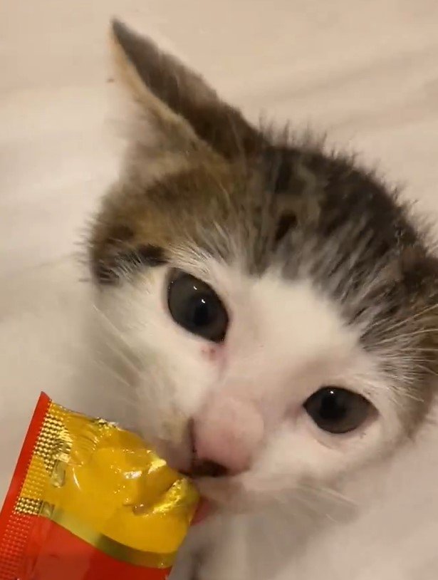 出所：@Saeroyi_cat