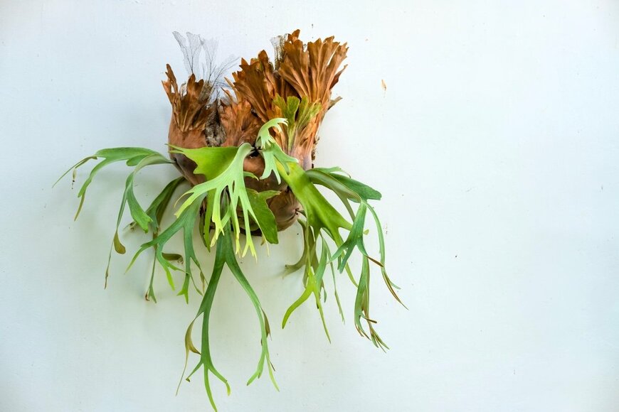 Hendra Arieska Putra/shutterstock.com