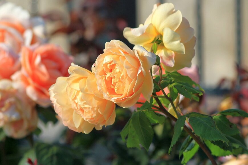 Dina Rogatnykh/istockphoto.com