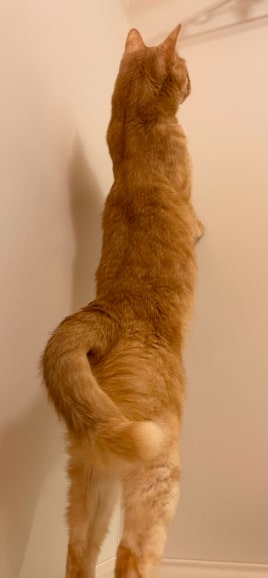 下半身だけまるで柴犬！猫ちゃんの後ろ姿に「大爆笑」の声！