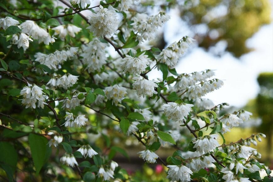 tamu1500/shutterstock.com